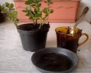 borra-de-cafe-nas-plantas (7)