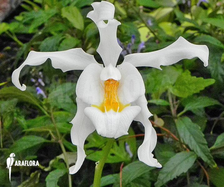 Branca-de-Neve (Coelogyne Cristata): Tipo de Orquídea | Flores - Cultura Mix
