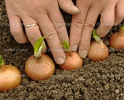 planting onions