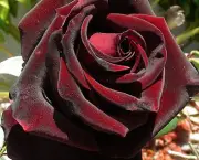 Buquê de Rosas Pretas e Vermelhas (1)