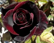 Buquê de Rosas Pretas e Vermelhas (2)