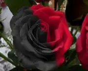 Buquê de Rosas Pretas e Vermelhas (3)