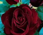 Buquê de Rosas Pretas e Vermelhas (5)
