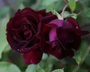 Buquê de Rosas Pretas e Vermelhas (9)