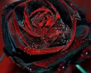Buquê de Rosas Pretas e Vermelhas (12)