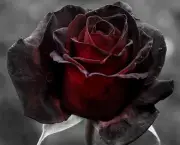 Buquê de Rosas Pretas e Vermelhas (13)