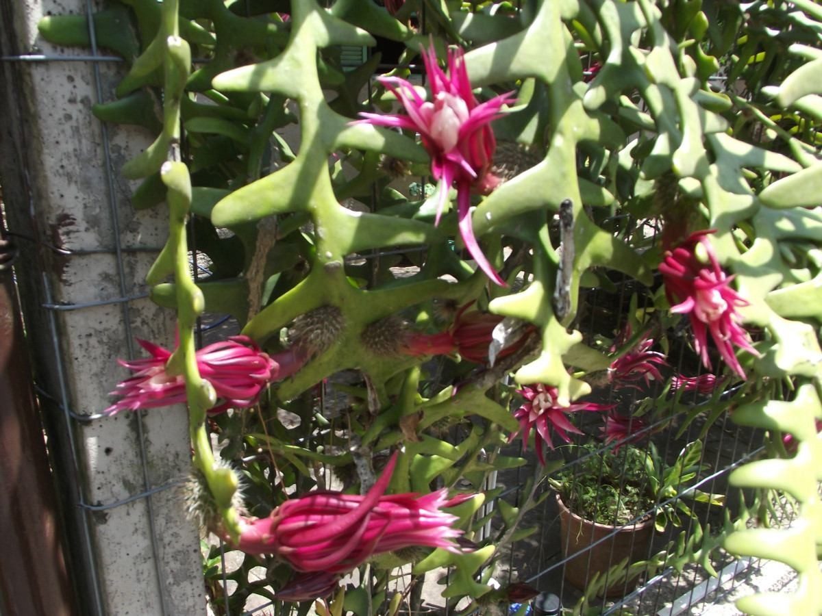 Cacto-sianinha (Selenicereus Anthonyanus) | Flores - Cultura Mix