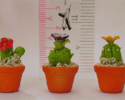 Mini_Cactus
