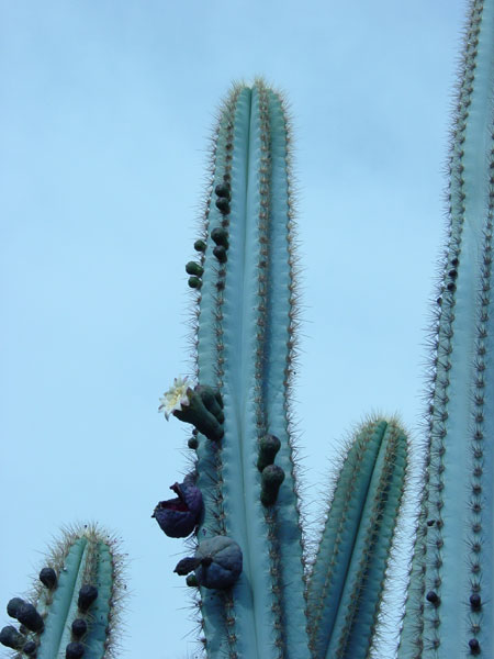Cacto Azul: o Cultivo da Planta | Flores - Cultura Mix