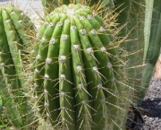 cactos-1