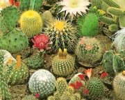 cactos-2