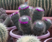 cactos-3