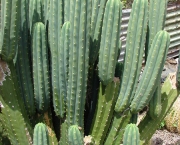 cactos-4