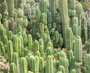 Cactos (9)