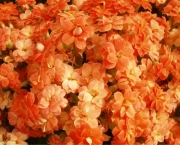 mudas-de-calandiva-planta-suculenta-flores-dobrada-14639-MLB194139355_6179-F