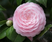 109071__flower-camellia-pink-macro-petals_p