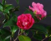 Camelia - Flor 3