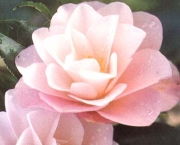 Camellia_japonica