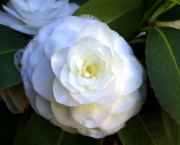 camelia (1)