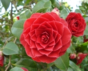 camelia