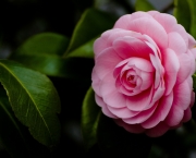 camellia-flower-pink-macro-petals