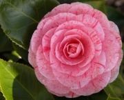 flores camelia 5