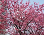 cerejeira-ornamental-1