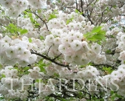 cerejeira-ornamental-11