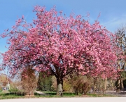 cerejeira-ornamental-12