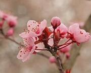 cerejeira-ornamental-2
