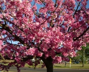 cerejeira-ornamental-3