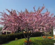 cerejeira-ornamental-5