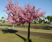 cerejeira-ornamental-9