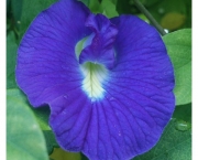 Chá de Flores Azuis de Feijão Borboleta (2)
