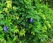 Chá de Flores Azuis de Feijão Borboleta (5)
