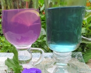 Chá de Flores Azuis de Feijão Borboleta (6)
