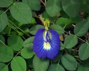 Chá de Flores Azuis de Feijão Borboleta (7)