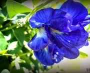 Chá de Flores Azuis de Feijão Borboleta (9)