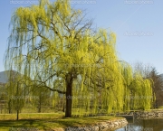 Weeping Willow tree in the park