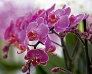 Como Adubar As Orquídeas (3)