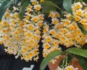 Como Adubar As Orquídeas (13)