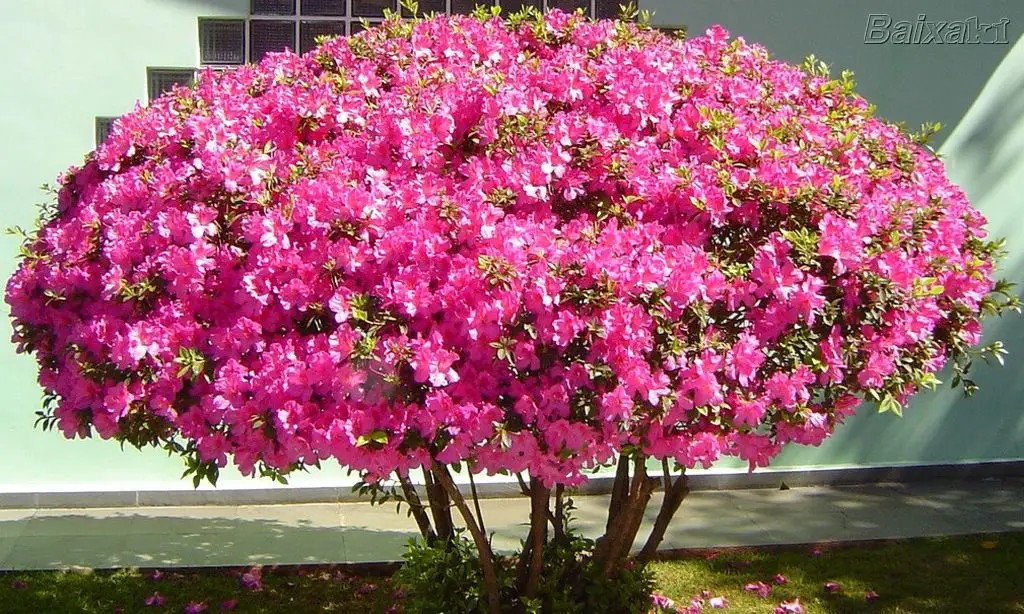 Azaleia Rhododendron Simsii – MyBonsai.com.br