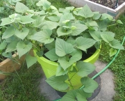 como-cultivar-a-batata-inglesa-em-vasos (1)