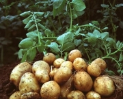 como-cultivar-a-batata-inglesa-em-vasos (4)