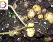como-cultivar-a-batata-inglesa-em-vasos (5)