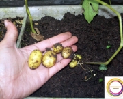 como-cultivar-a-batata-inglesa-em-vasos (7)