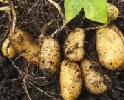 como-cultivar-a-batata-inglesa-em-vasos (9)