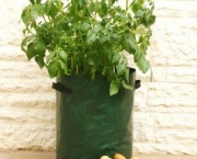 como-cultivar-a-batata-inglesa-em-vasos (10)