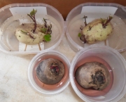 como-cultivar-a-batata-inglesa-em-vasos (12)