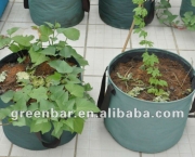como-cultivar-a-batata-inglesa-em-vasos (13)